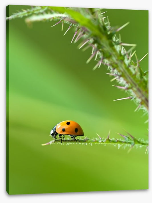Insects