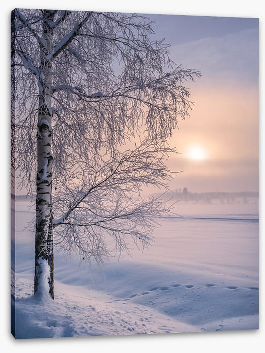 Soft winter sunrise