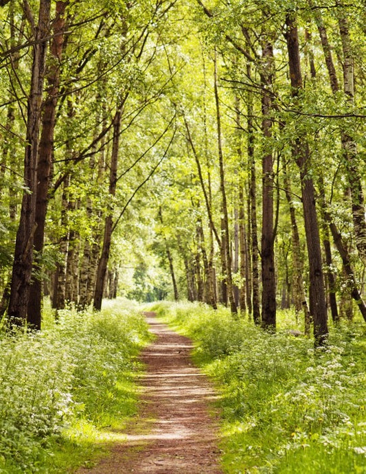 Sunny forest path