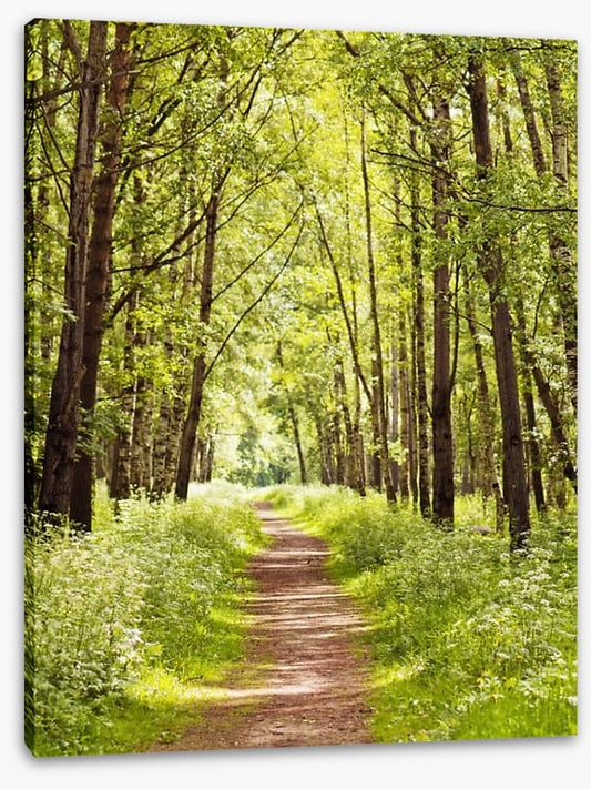 Sunny forest path