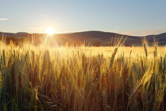 Sea of wheat