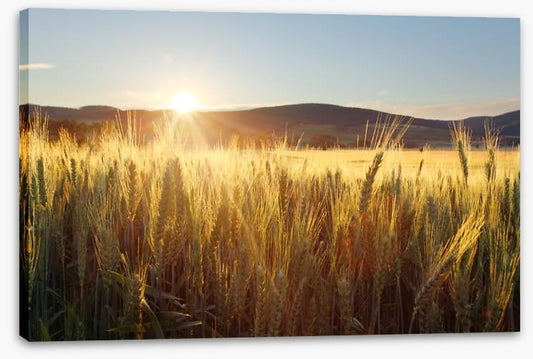 Sea of wheat