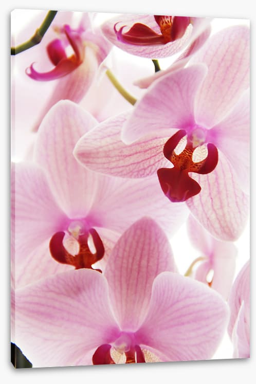 Orchid distraction