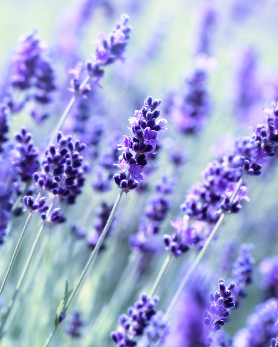 The scent of summer