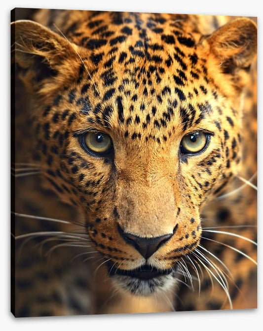 Leopard approach
