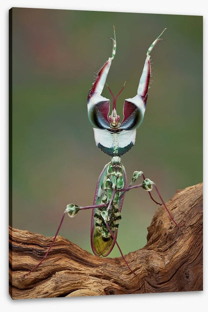 Insects