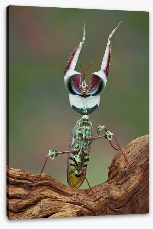 Insects