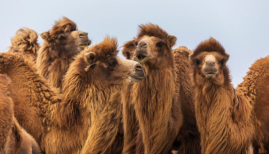 The camel crowd