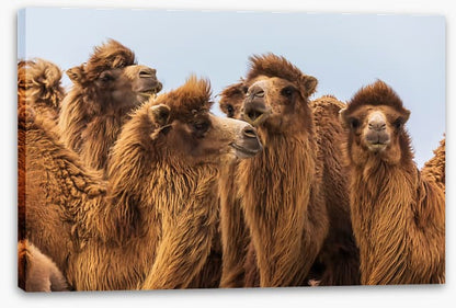 The camel crowd