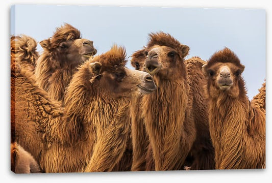 The camel crowd