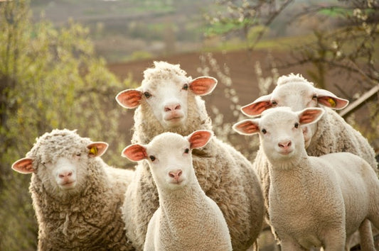 Inquisitive lambs