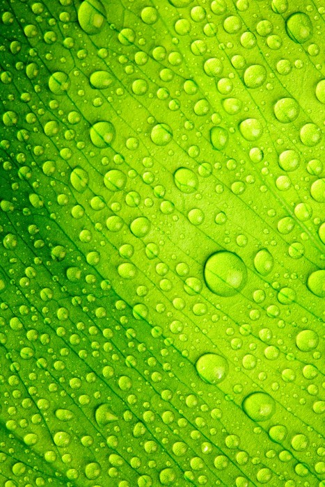 Green leaf drops