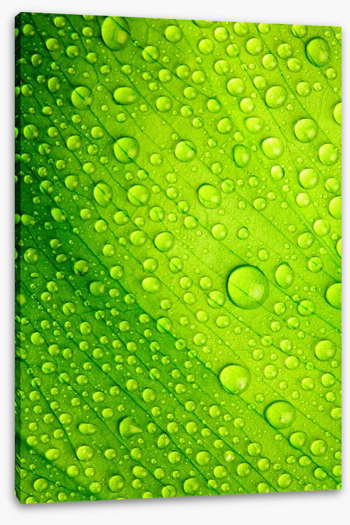 Green leaf drops