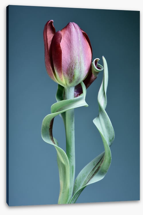 Tulip twist