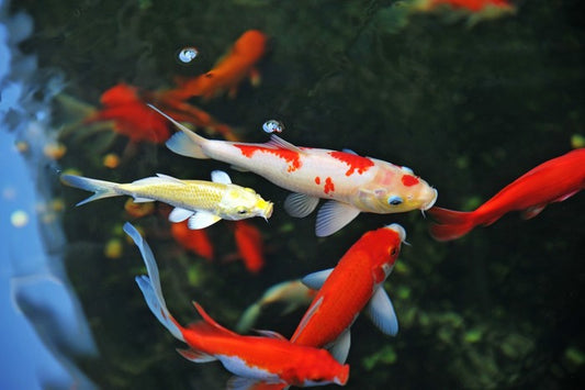 Koi swimming