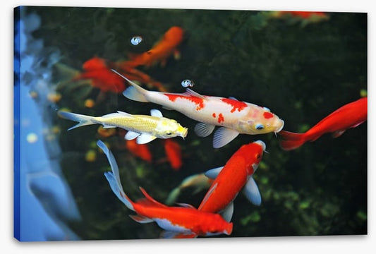 Koi swimming