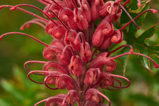 Grevillea superb