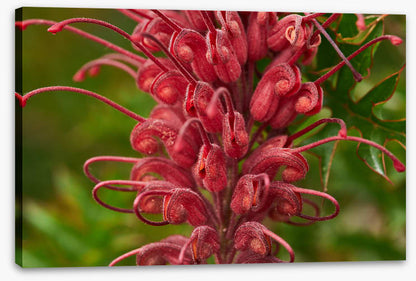 Grevillea superb