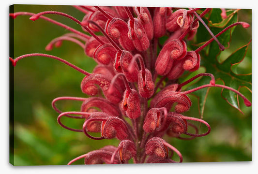 Grevillea superb