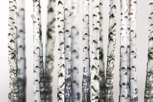 Birch beauty
