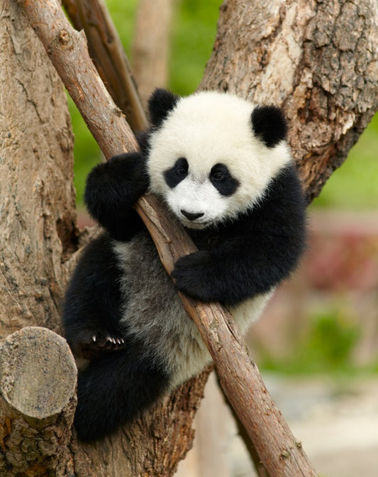 Hold on panda