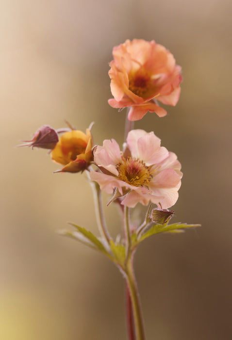 Geum mai tai
