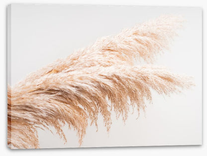 Pampas plumes