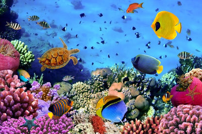 Fish / Aquatic
