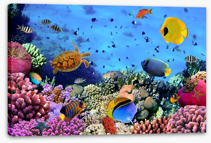 Fish / Aquatic