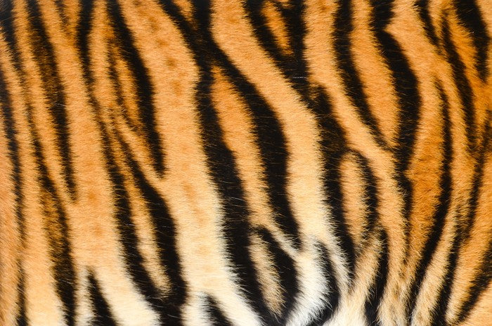 Animal Print