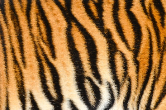 Animal Print