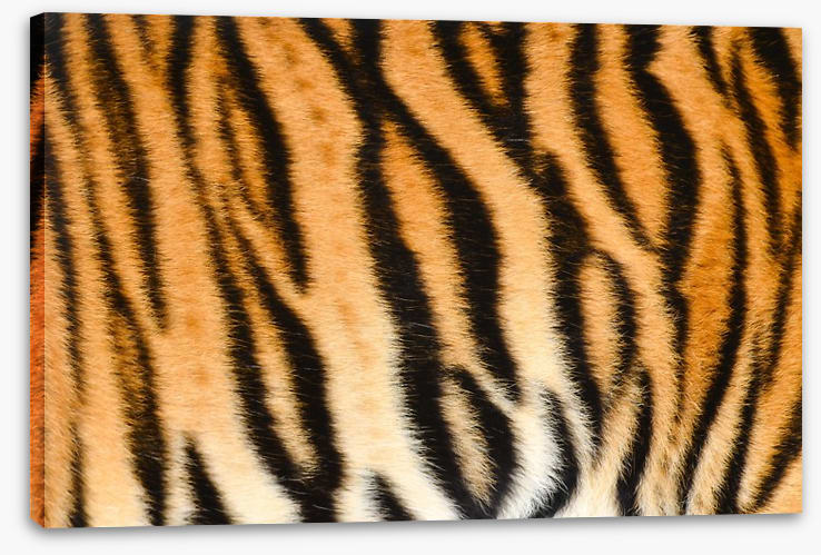 Animal Print