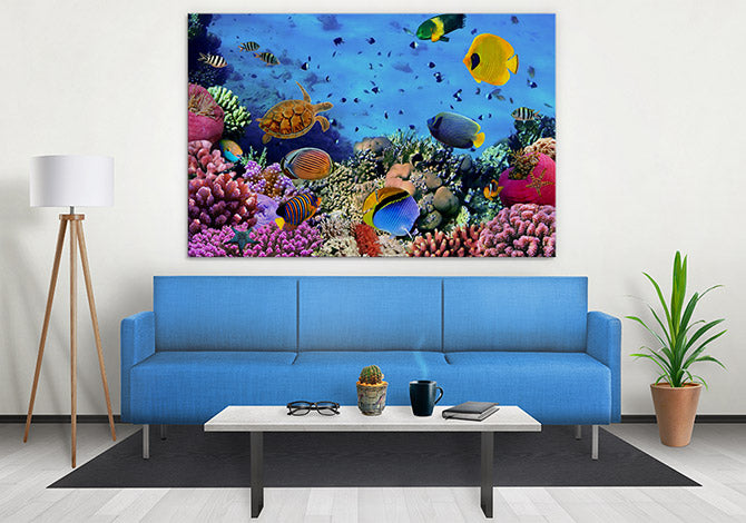 Coral life