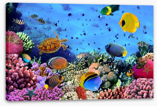 Coral life