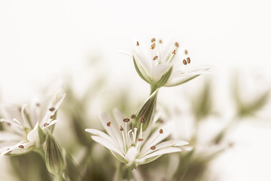 Burgeoning beauty