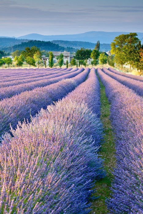 Lavender field in Provence