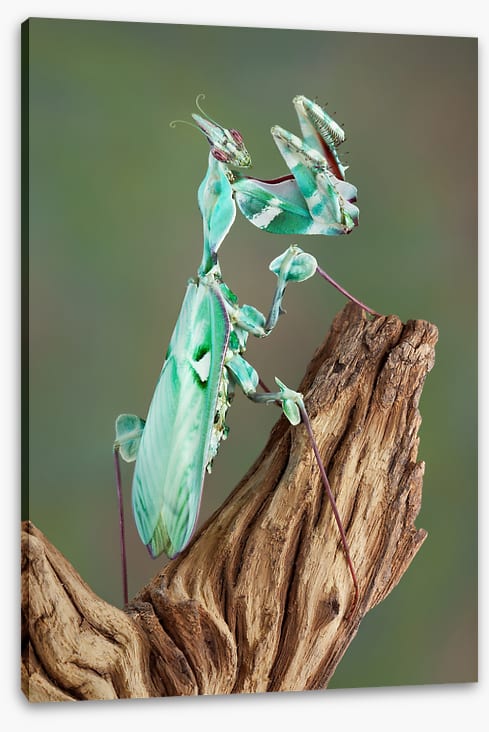 Turquoise mantis