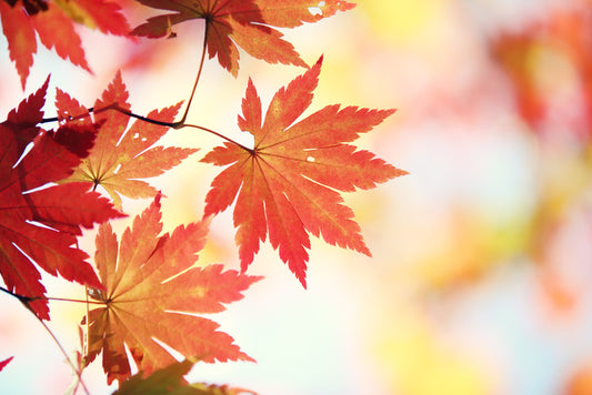 Leaves