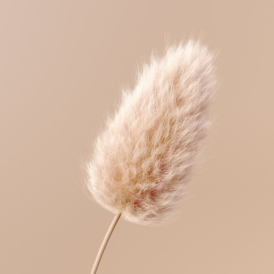 One fluffy flower