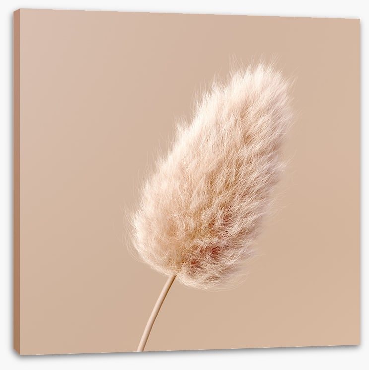 One fluffy flower