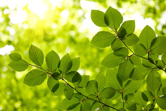 Leaves