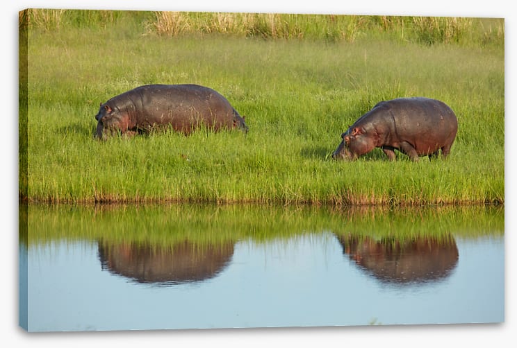 Hungry hippos