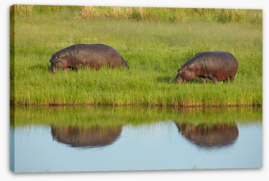 Hungry hippos