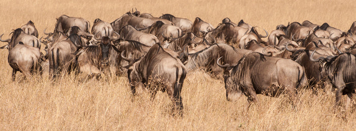 Land of the wildebeest