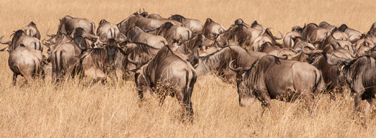 Land of the wildebeest