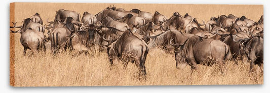 Land of the wildebeest