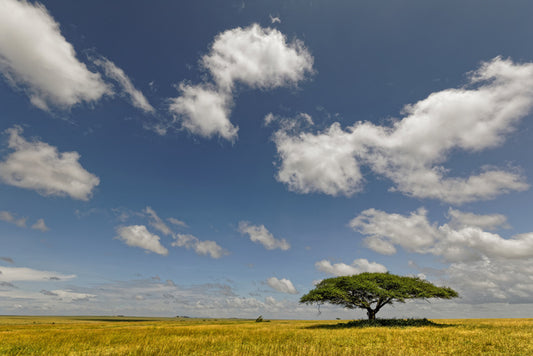 Alone in the grasslands