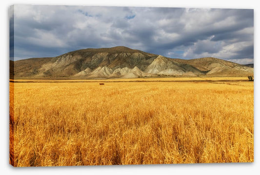 A mountain of wheat