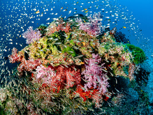 Busy at the reef