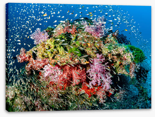 Busy at the reef